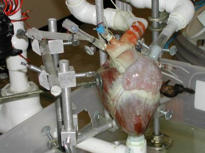 dynamic heart system